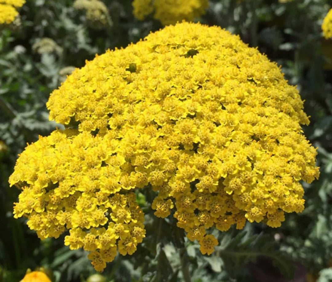 Achillea Flower Seeds for Planting, Heirloom, Non-GMO, 100 pcs