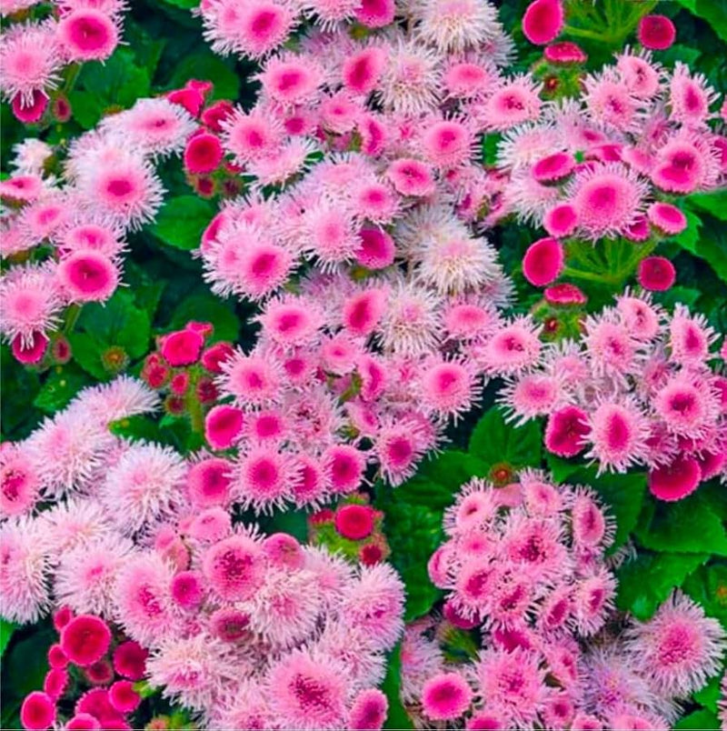Heirloom Ageratum Balls Mix Flower Seeds for Planting - heirloom and Non-GMO garden seeds