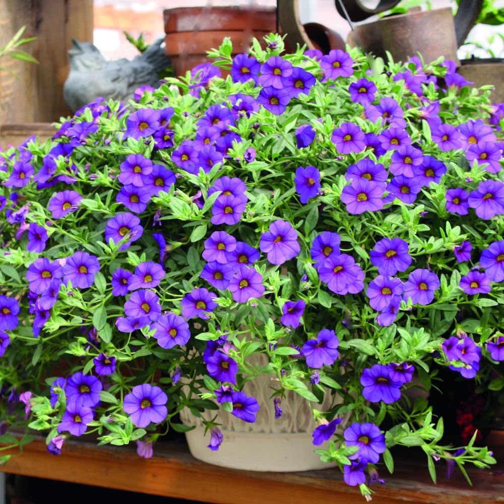 Heirloom Calibrachoa Flower Seeds for Garden Planting, Non-GMO, Mini Petunia Blooms for Hanging Baskets - Calibrachoa for planting in home garden