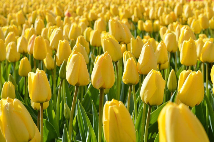 Yellow Tulip Flower Seeds for Planting – Vibrant Blooms, Heirloom, Non-GMO Seeds