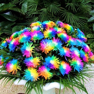 100 Pcs