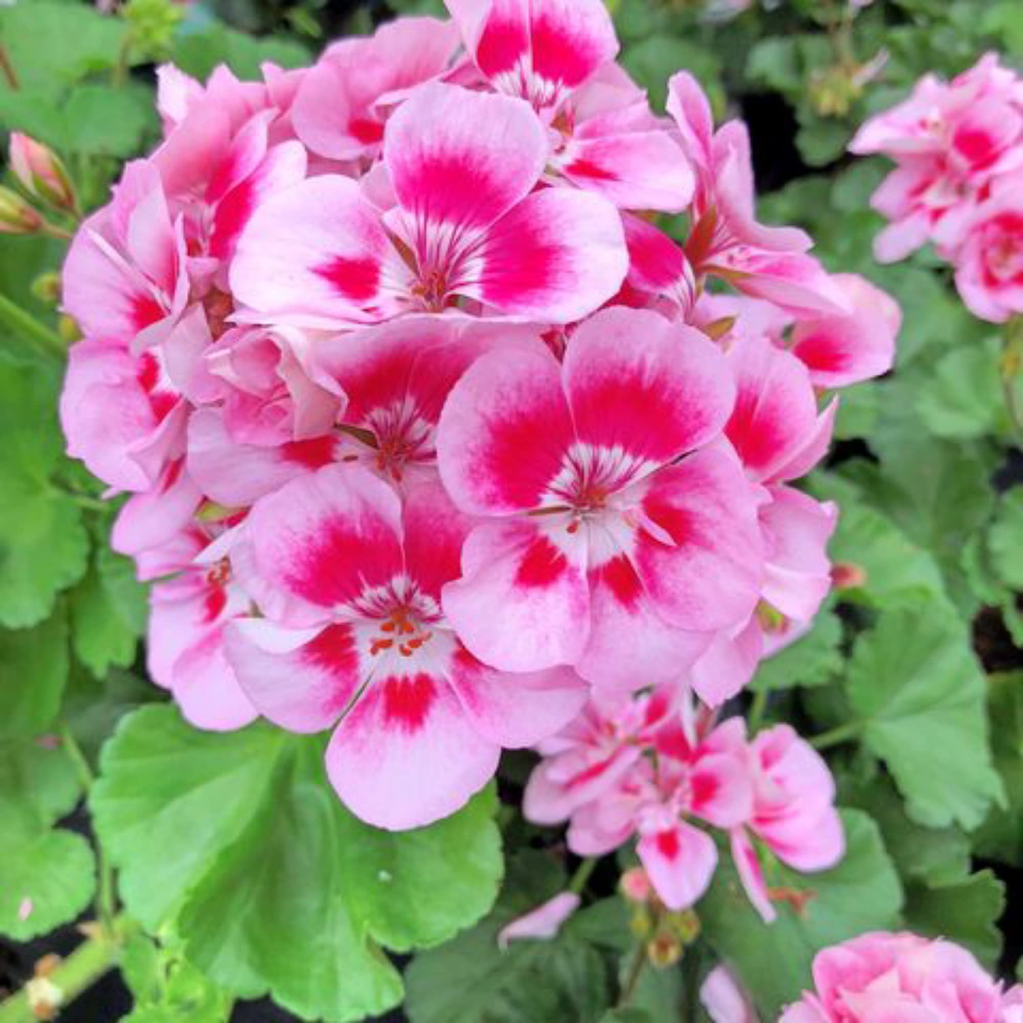 Geranium Flowers Seeds Heirloom Non GMO Planting - 100 pcs