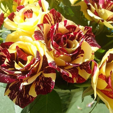 Dragon (Dragon scientific name) for planting in garden