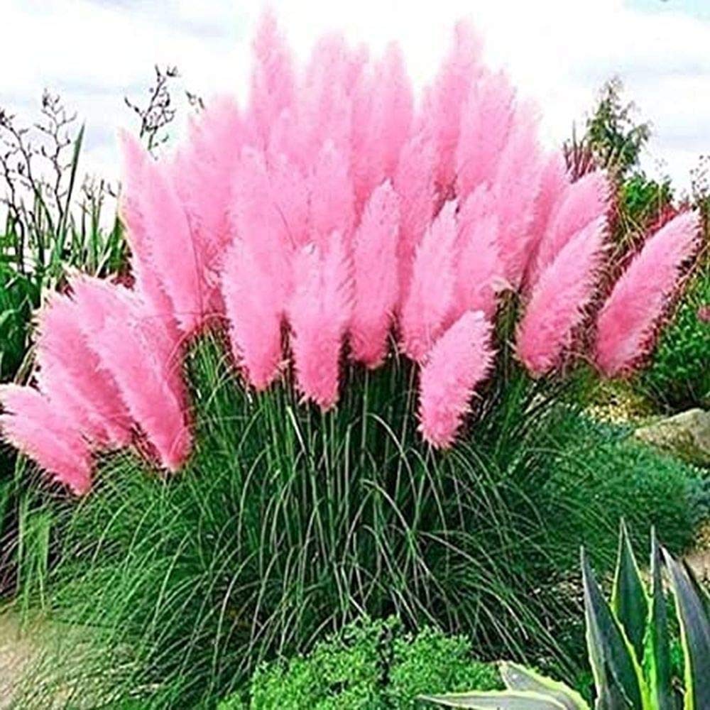Pink Pampas Grass Seed