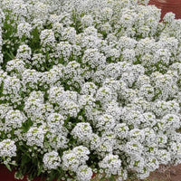 Heirloom Tiny Tim Alyssum Flower Seeds for Planting, Non-GMO, Fragrant Garden Blooms