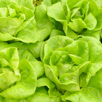 Butterhead lettuce plug plants ready for garden planting