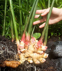 Perennial Ginger Seeds for Planting Green - NON GMO Seeds