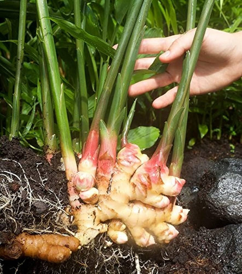 Perennial Ginger Seeds for Planting Green - NON GMO Seeds