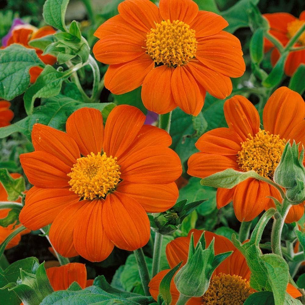 Orange Tithonia Speciosa Flower Seeds for Planting, 100 pcs seeds for planting in home garden