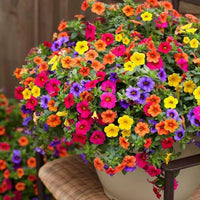 Mixed Hanging Petunia Flower Seeds for Planting - Heirloom, NON-GMO Seeds for Vibrant Garden Blooms