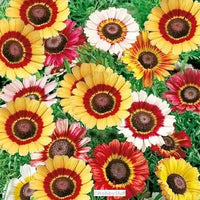 White Chrysanthemum Carinatum Flower Seeds for Planting - NON GMO Seeds
