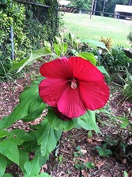 Burgundy Hibiscus Flower Seeds – Heirloom Non-GMO Flower Seeds for Planting with Rich Color