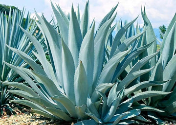 Agave Havardiana Succulent Plant Seeds for Planting - NON GMO Seeds for planting in home garden