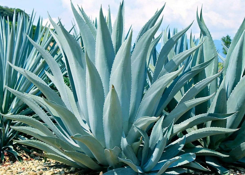 Mixed Agave Plant Seeds for Planting - 100 pcs for planting in your garden.