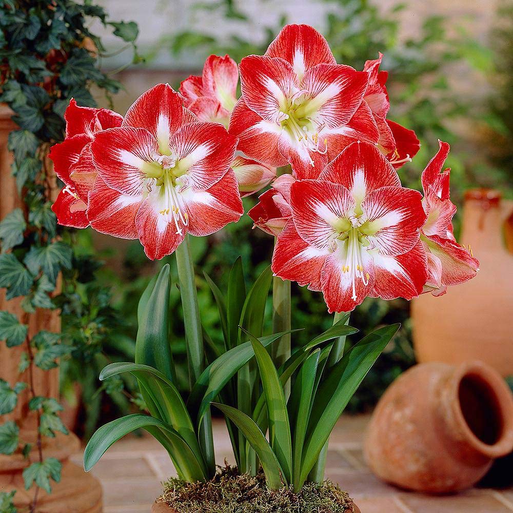 Red White Amaryllis Flower Seeds for Planting - NON GMO Seeds