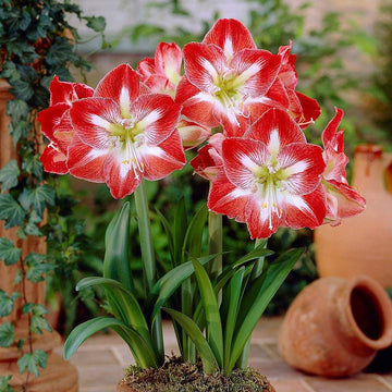 Red White Amaryllis Flower Seeds for Planting - NON GMO Seeds for planting in home garden