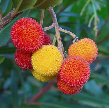 Mixed Bayberry Fruit Seeds for Planting - A Rare and Aromatic Fruit for Planting, GMO Free Seeds