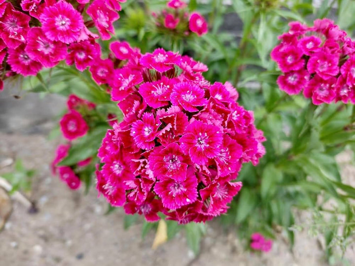 Heirloom Non-GMO Pink William Flower Seeds for Planting ƒ?? Fragrant Biennial Blooms for Cottage Gardens