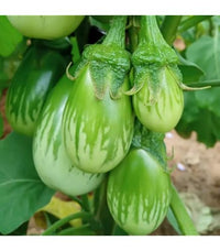 Jilo Comprido Verde Claro Eggplant Seeds for Home Garden Planting | Heirloom Non-GMO