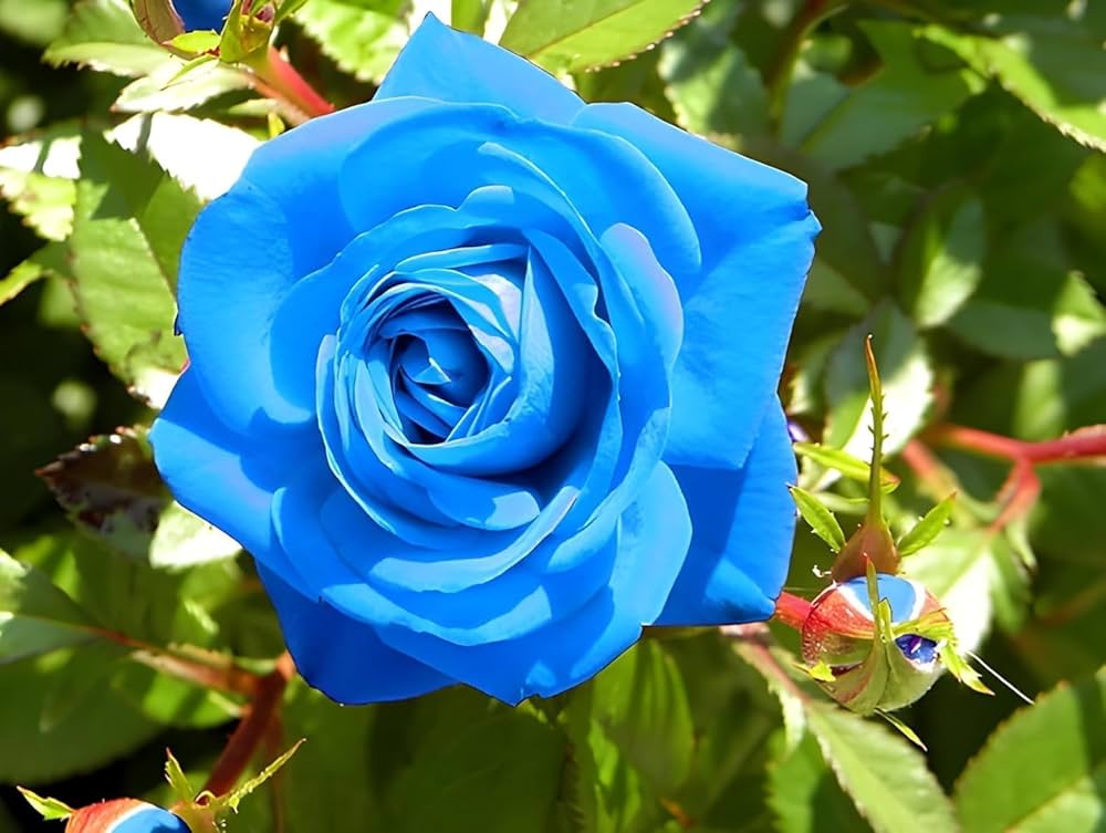 Climbing Rose Flower Seeds for Planting, Heirloom, Non-GMO