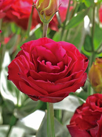 Lisianthus Red Flower Seeds for Planting - Heirloom, NON-GMO, Easy to Grow Garden Blooms