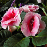 Pink White Saintpaulia Seeds for Planting ƒ?? Organic Heirloom Non-GMO Flower Seeds
