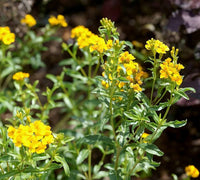 Tagetes Lucida Flower Seeds ƒ?? Heirloom Non-GMO Seeds for Fragrant and Medicinal Garden Planting