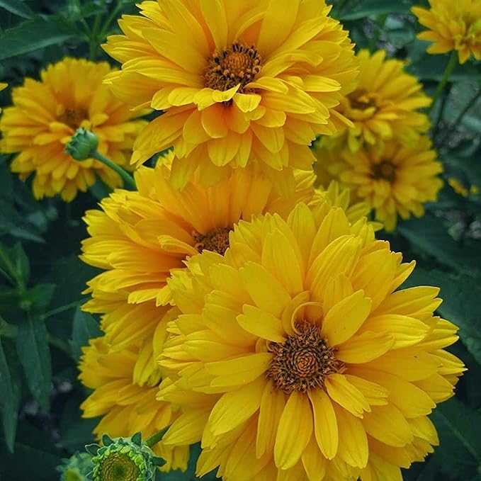 Heliopsis Sunflower Seeds – Heirloom, Non-GMO Flower Seeds for Planting