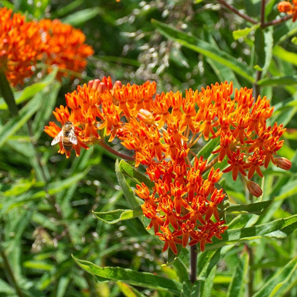 Asclepias Flower Seeds Heirloom Non GMO Planting - 100 pcs