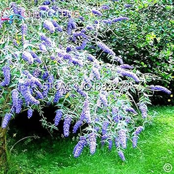 Blue Buddleia Butterfly Bush Flower Seeds for Planting - NON GMO Seeds