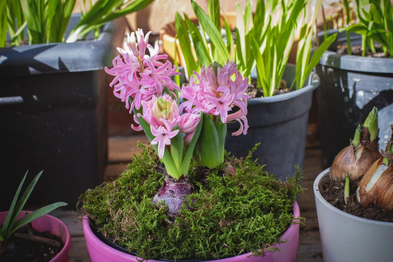 Light Pink Hyacinth Flower Seeds for Planting - NON GMO Seeds for planting in home garden