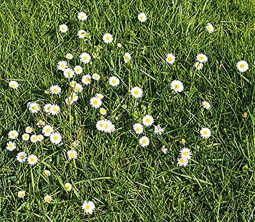 English Daisy Flower Mix (Bellis perennis), + Seeds