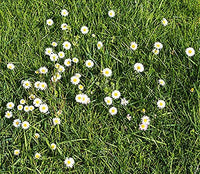 English Daisy Flower Mix (Bellis perennis), + Seeds