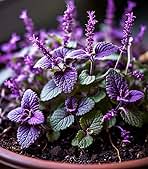 Lavender Catnip Plant Seeds for Planting- Aromatic and Pet-Friendly Gardens ? Fresh Herb for Your Garden