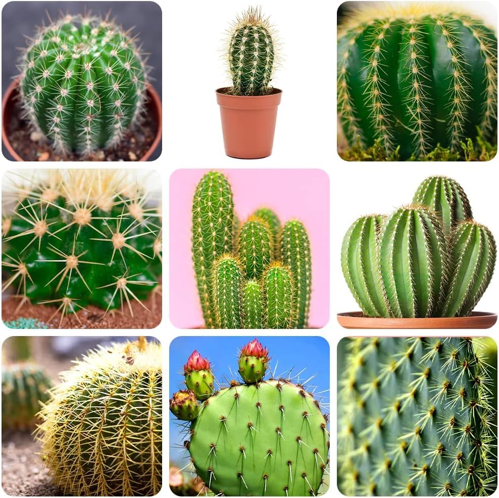 Heirloom Samen Kakteen Plant Seeds, Non-GMO, Rare Cactus Variety for Indoor or Desert Gardens
