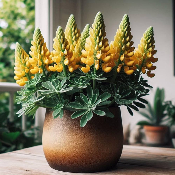 Heirloom Non-GMO Yellow Bonnets Flower Seeds for Planting – Bright Wildflower Blooms for Cottage Gardens
