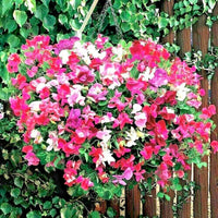 Pea Flower Seeds for Planting ,Heirloom Seeds -100 pcs - Flower for planting in home garden