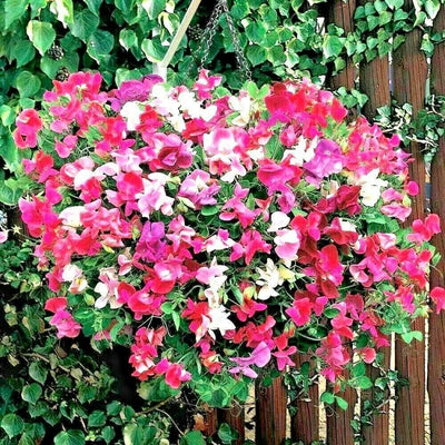 100 Pcs