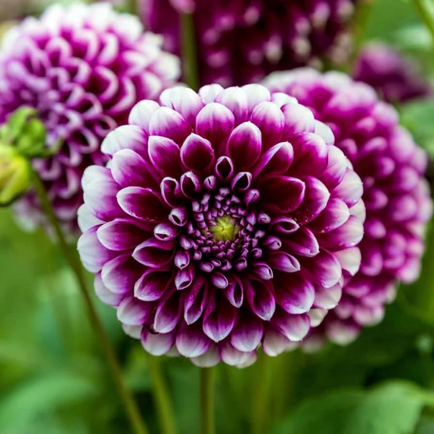 Dahlia Flower Seeds Heirloom Non GMO Planting - 100 pcs