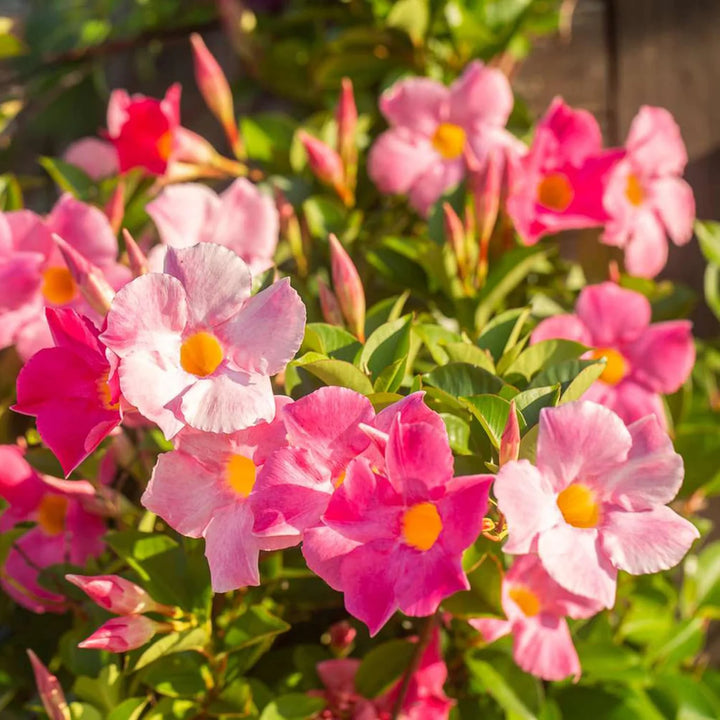 Mixed Mandevilla Sanderi Flower Seeds for Planting - Heirloom and GMO Free Seeds for Home Garden