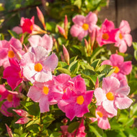 Mixed Mandevilla Sanderi Flower Seeds for Planting - Heirloom and GMO Free Seeds for Home Garden