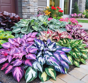 Rare Hosta bulbs for planting in a shade garden