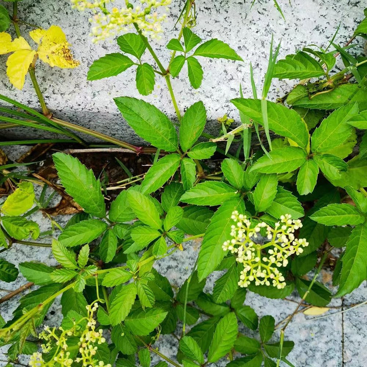 Jiaogulan Herb Seeds â€“ Heirloom, Non-GMO, Longevity Plant Seeds for Medicinal Garden Planting