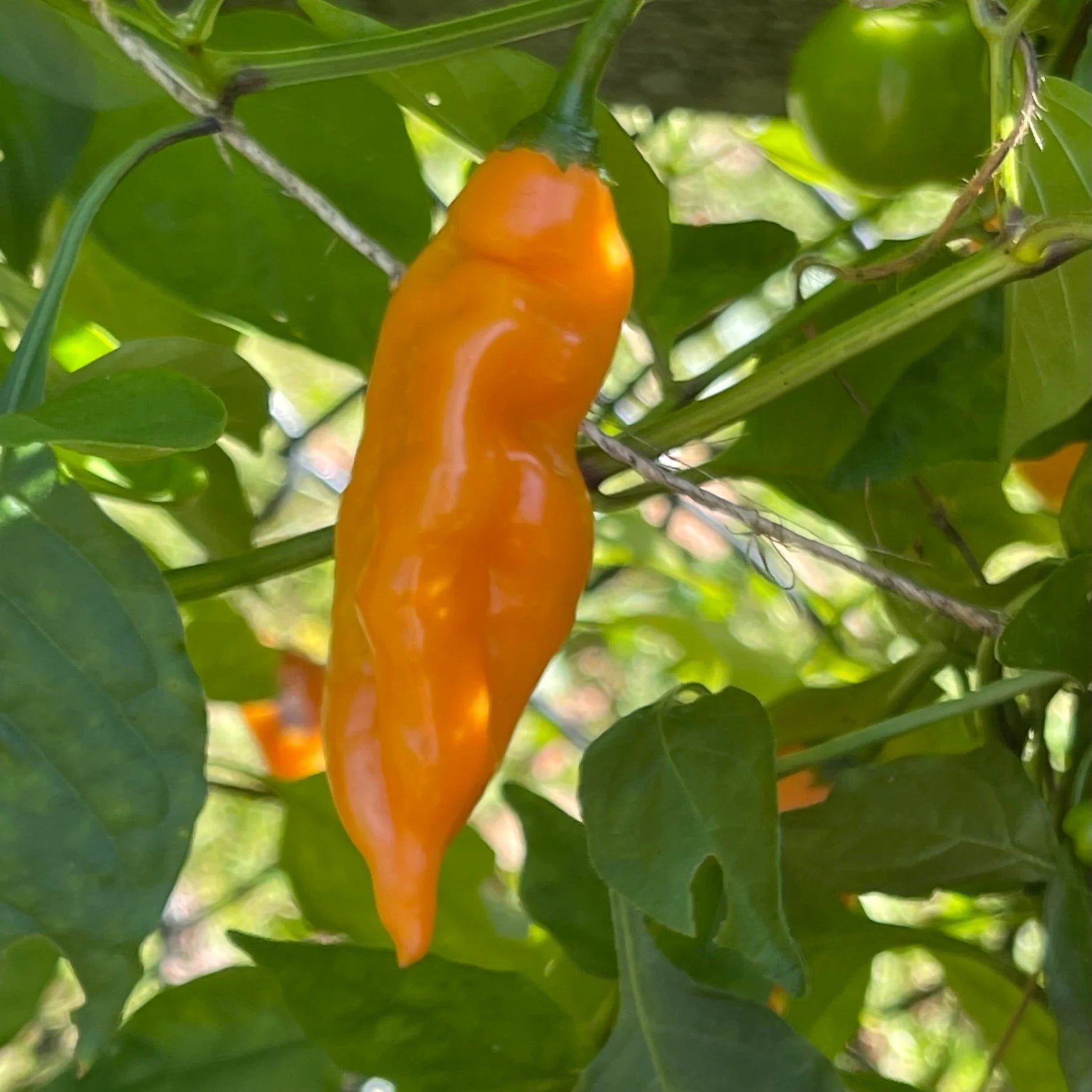 Aji Mango Chile Pepper Seeds for Planting heirloom & Non-GMO Seeds