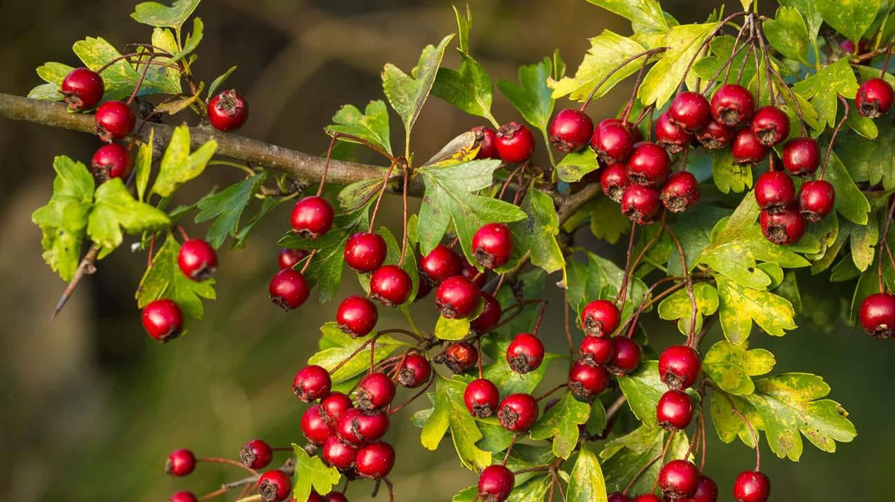 Bonsai Apple Malus domestica seeds for planting in home garden
