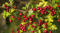 Bonsai Apple Malus domestica seeds for planting in home garden
