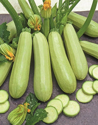 Zucchini Squash Seeds – Heirloom Summer Garden Vegetable for Home Growing