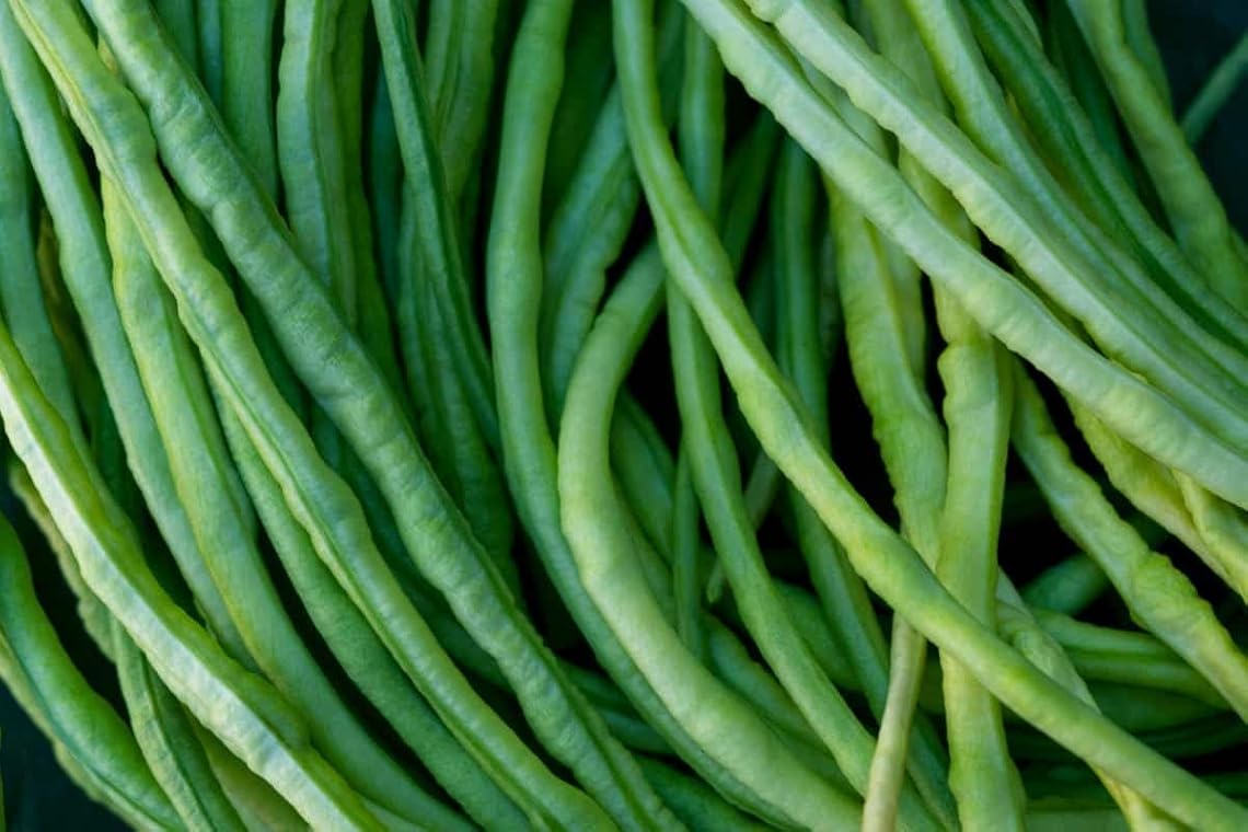Winged Cowpea Beans Vigna unguiculata seeds for garden planting