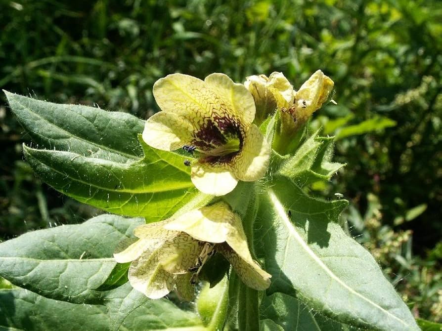 Cream Henbane Flower Seeds for Planting, 100 pcs