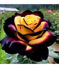 Assorted mixed bloom rose flowers growing in a colorful garden.
